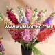 High quality Artificial flower violet hyacinth flower