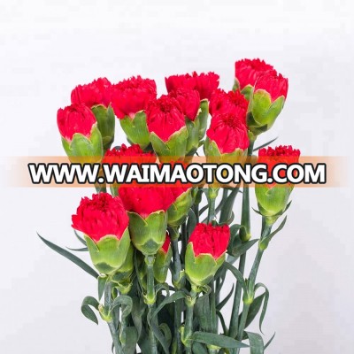 Fast Delivery best service blue carnation flower from yunnan