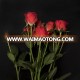 Valentine's day gift flowers for with top quality