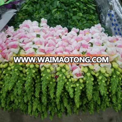 Wholesale Snapdragon Purple Cut Fresh Flowers from kunming