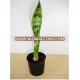 Thailand PT-009 Sanverseria Snake Tounge Pot Plant