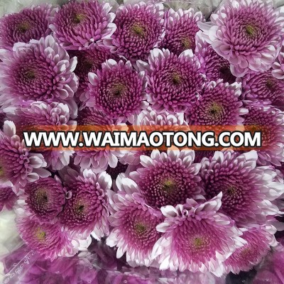 long stem flowers small MOQ wholesale decoration Fresh cut gerbera flower from china