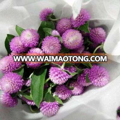 export fresh cut Gomphrena flowers from kunming