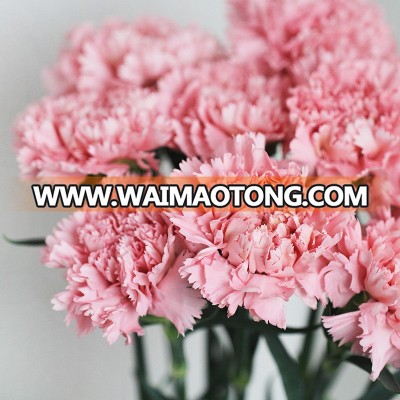 Fresh Cut Flowers Red Carnations Master Carnation For Mother's Day Wholesale fresh flowers pink carnation from China flower base