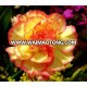 wholesale high quality fresh cut carnation