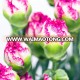 High quality fresh carnation flowers for wholesale