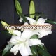 Whowsale fresh cut flowers lily flower from Kunming original flower plants