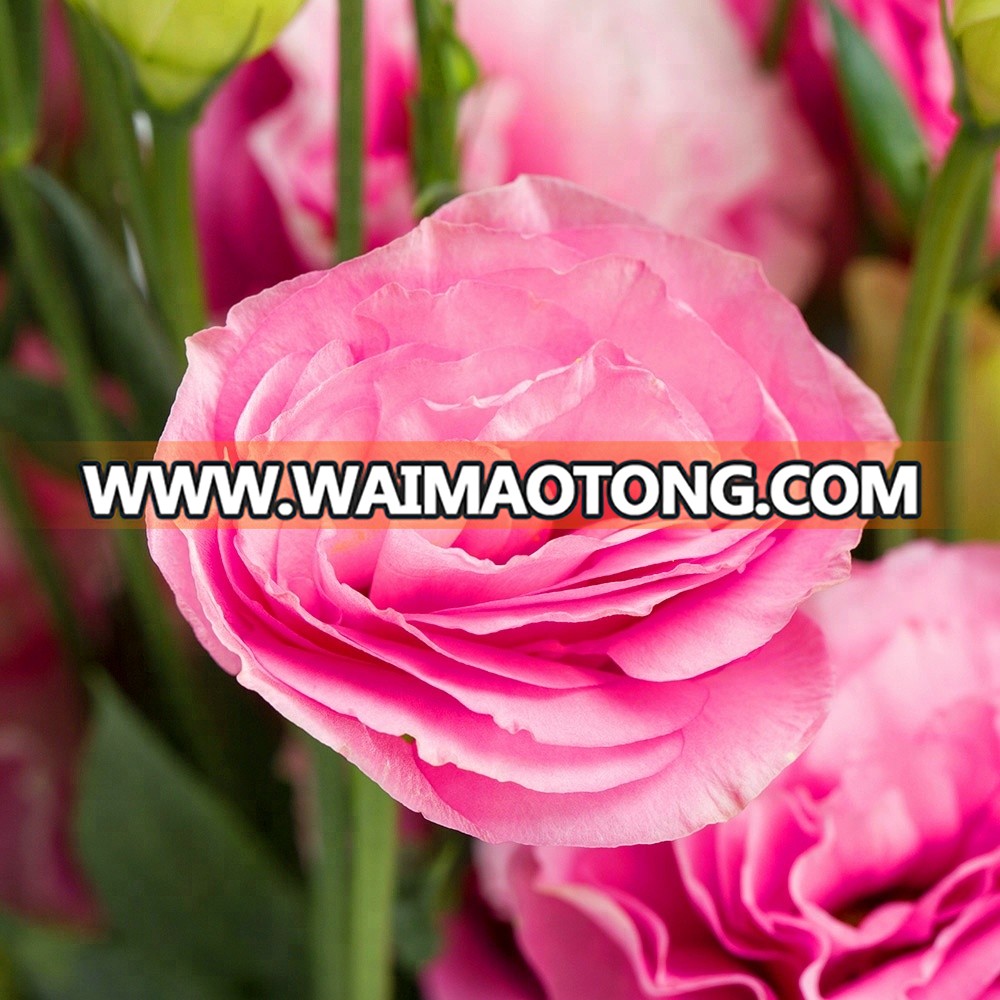 wholesale fresh lisianthus flower with good quality