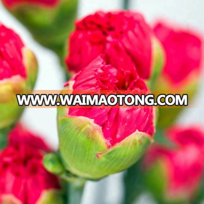 High-quality Fresh Cut Flowers Red Carnations Master Carnation