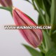 fresh cut lily flower of pink lily