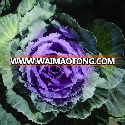 fresh cut flowers brassica flowers for export