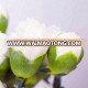 High Quality Natural carnation Flowers  From Kunming China