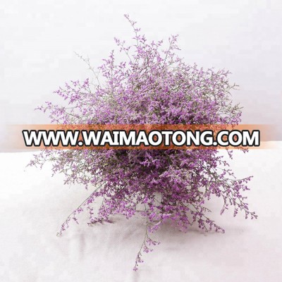 limonium Love grass