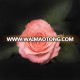 beautiful pink rose flowers directly cut from factory