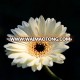 white gerberas flowers for floral wholesale From Kunming