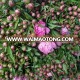 Fresh Cut Flowers Peony flower for Wedding decoration