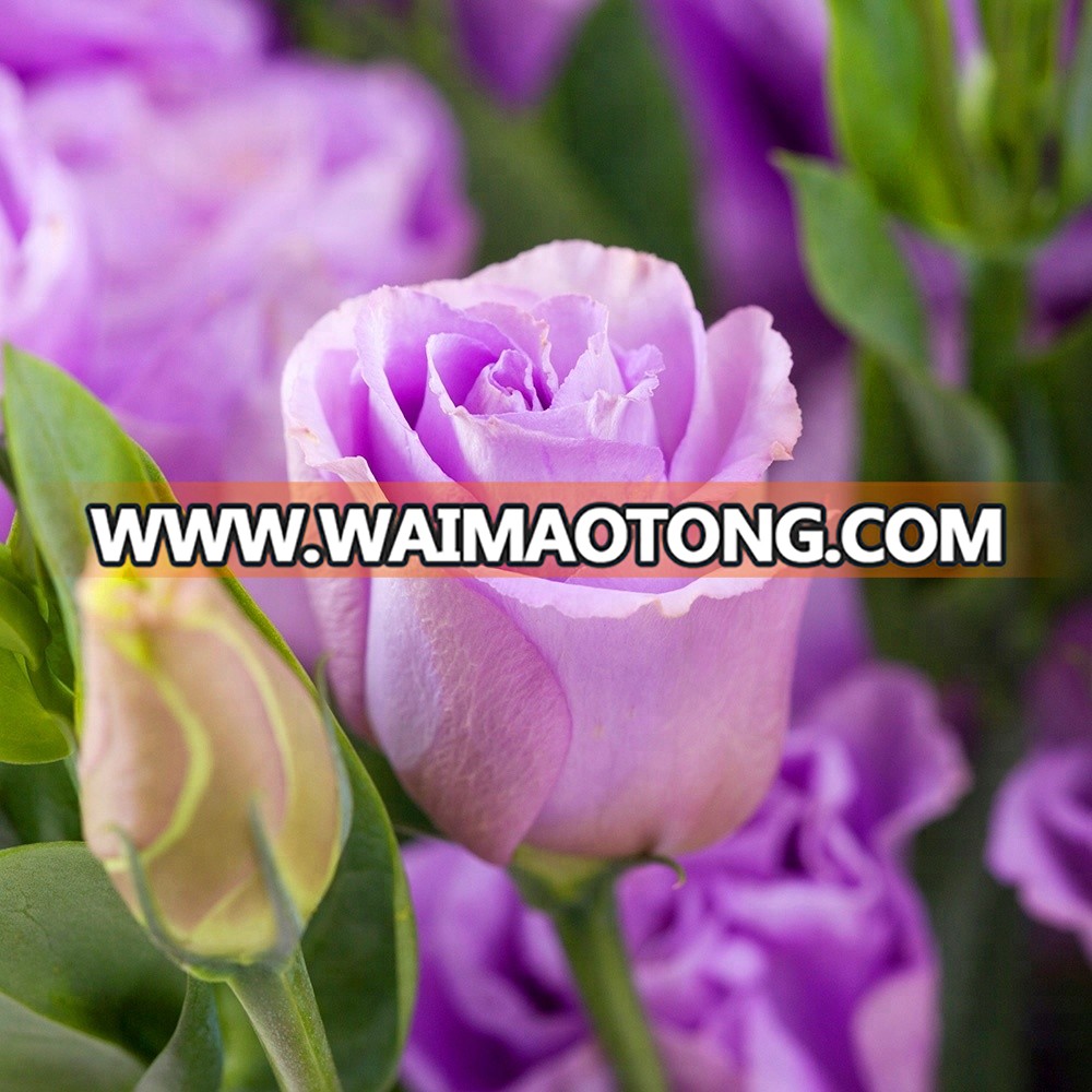 Beautiful flowers eustoma from Kunming