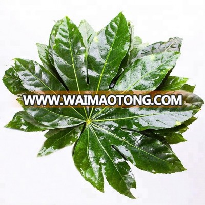 wholesale fresh real natural leaves bouquet green branch