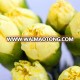 wholesale types of fresh cut flowers carnation