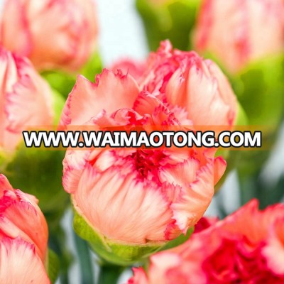 Hot sale fresh cut spray carnation flowers price