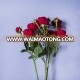 rose flowers for Valentine's day with top quality