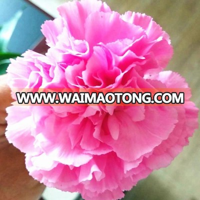 Fresh flowers carnations variety colors for holiday