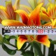 wholesale fresh lily flower buy from Kunming flower planting base