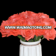 High quality Fresh cut flower rose from kunming china