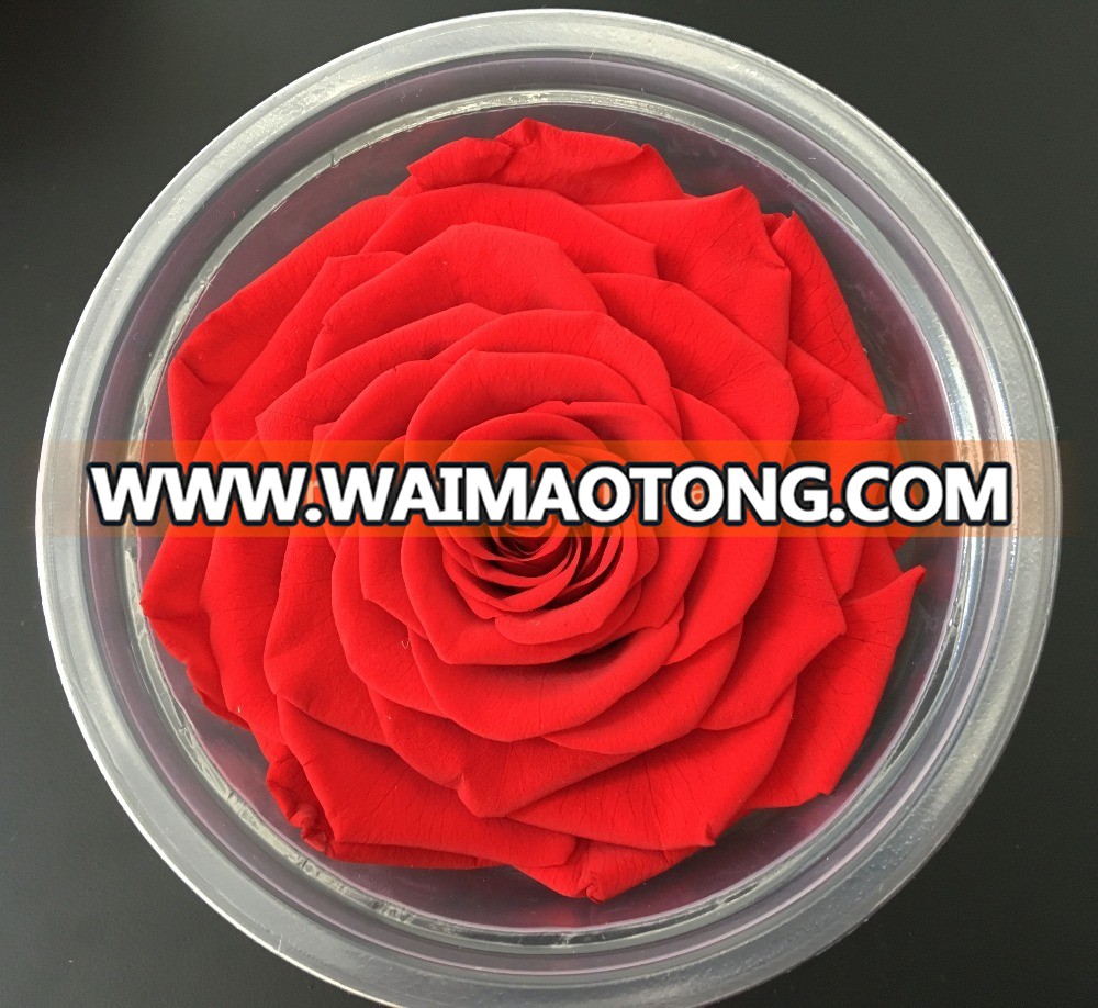 Wholesale high quality of 9-10cm preserved rose import from kunming china