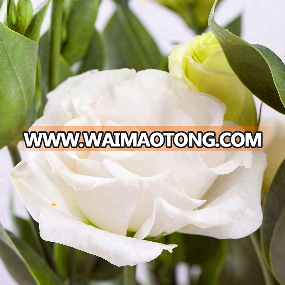 Fresh promotional fresh cut flowers named eustoma