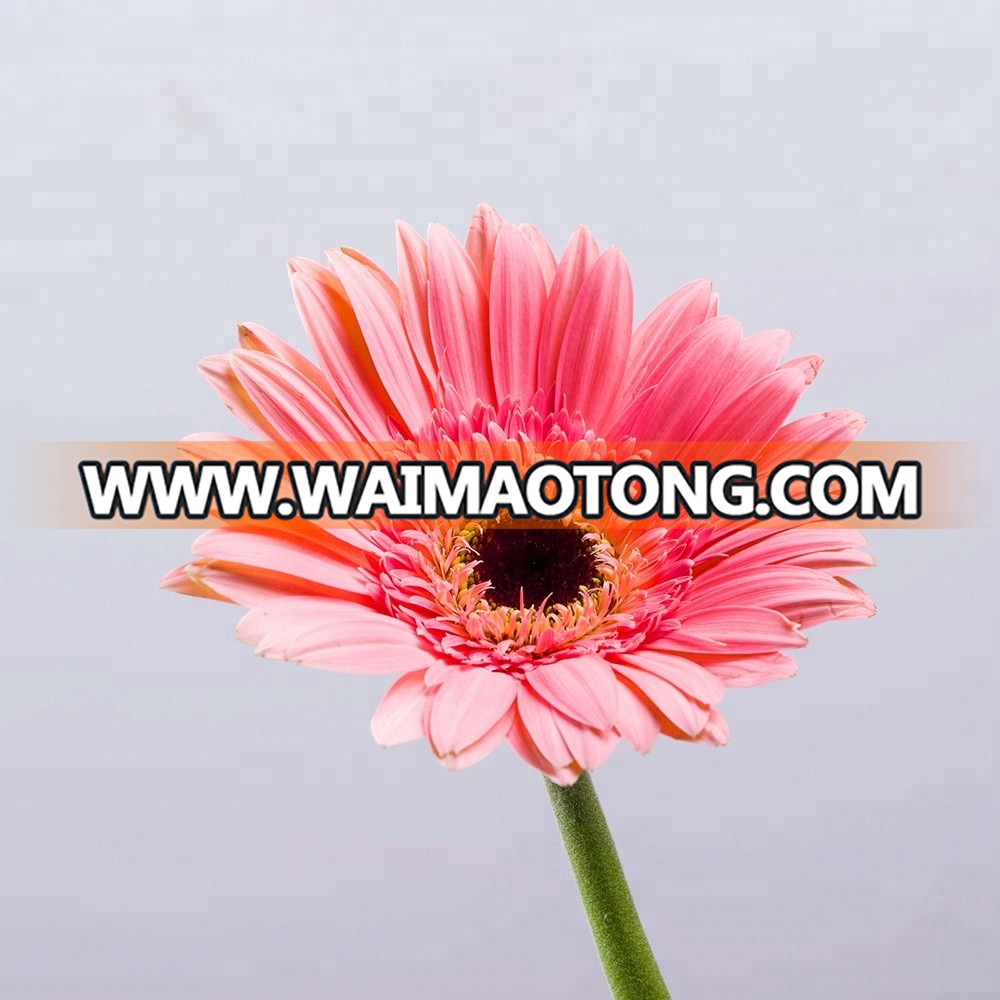 Flowers from China  beautiful gerbera gerbera import and export flowers import and export