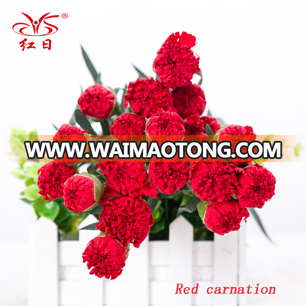 Fresh Flowers Red Carnation With from china.